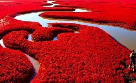 An unusual destination - Red Beach, China