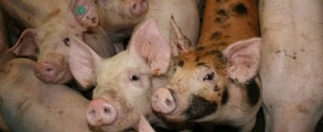 Russia no longer wants pork products from Moldova