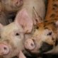 Russia no longer wants pork products from Moldova