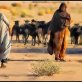 Algerian nomads to vote their future president