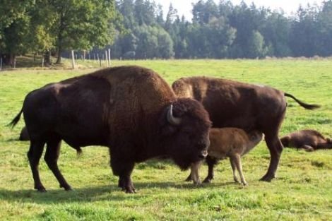 Largest bison farm opened in Romania