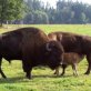 Largest bison farm opened in Romania