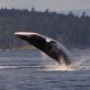 Scientists identify ocean sound, after 50 years