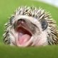 Why is yawning contagious?