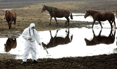Chernobyl wildlife is adapting to radiation