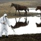 Chernobyl wildlife is adapting to radiation