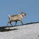 Wildlife monitoring via satellites