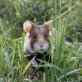 France diverts 3 million euros to save wild Hamsters 