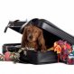 Train your pet for traveling