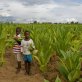 Children aged 7-17 laboring on American tobacco farms