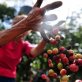 Fungus puts whole coffee industry in peril
