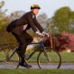 The bicycle gains popularity among commuters