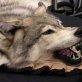Norwegian shop selling wolfskin rugs 'under fire'