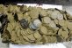 Recovered Spanish treasure goes on display 