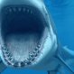 New tech device prevents shark attacks