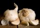 Garlic explained by scientists