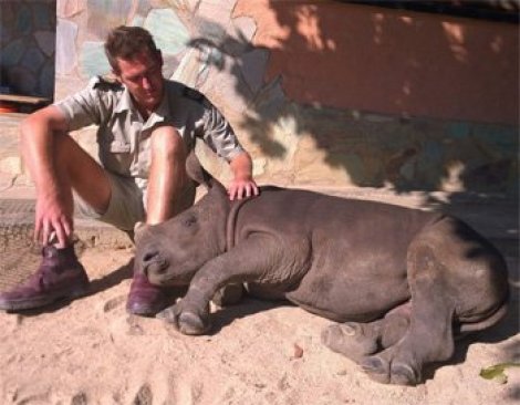Baby rhino afraid to sleep alone after mom poached for horn